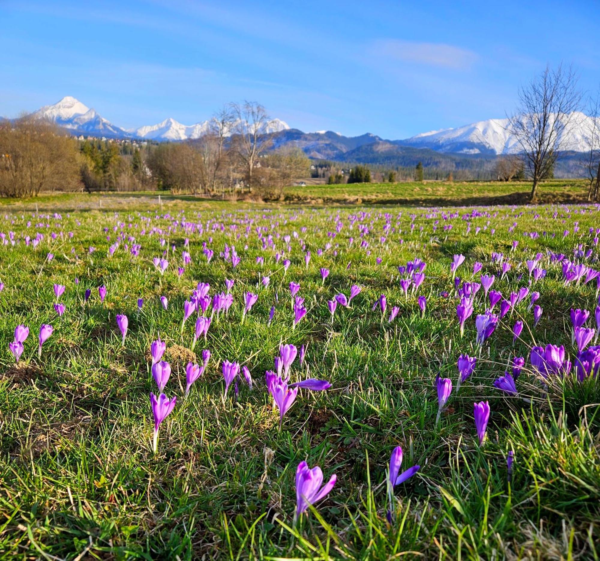 Goralska Chatka 3 Highland Cottage - Jacuzzi, Sauna, Split Ac, Private Parking, Mountains View Zakopane Exteriör bild