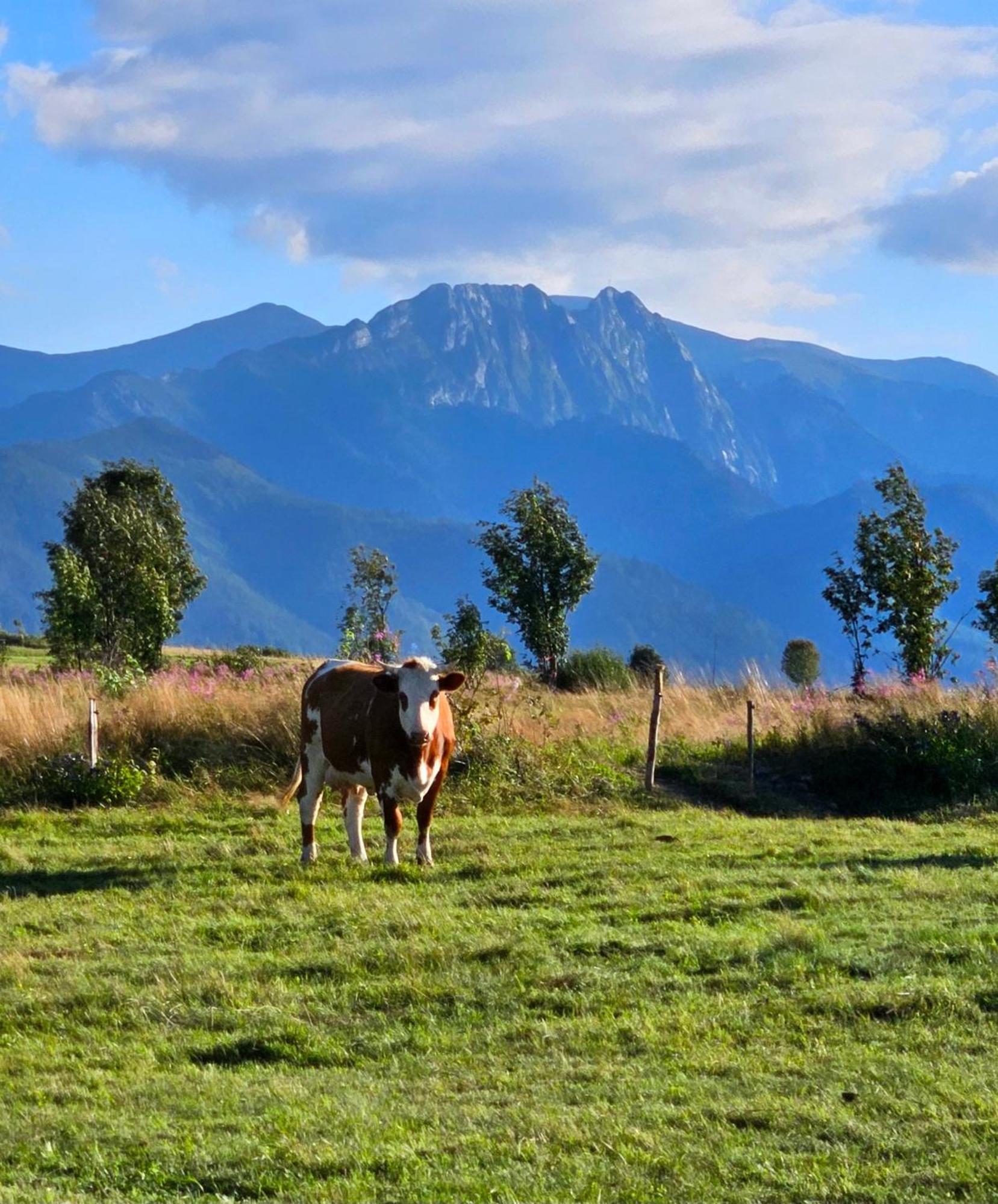 Goralska Chatka 3 Highland Cottage - Jacuzzi, Sauna, Split Ac, Private Parking, Mountains View Zakopane Exteriör bild