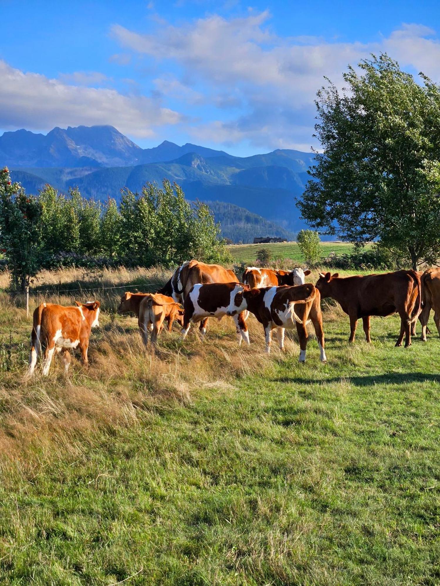Goralska Chatka 3 Highland Cottage - Jacuzzi, Sauna, Split Ac, Private Parking, Mountains View Zakopane Exteriör bild